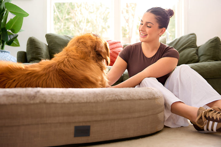 Comfortable Pet Beds Improve Everyday Rest And Health