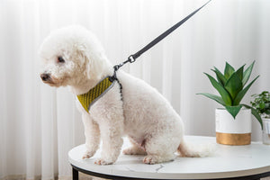 Enhance Your Pet's Walking Experience with Our Adjustable Harness